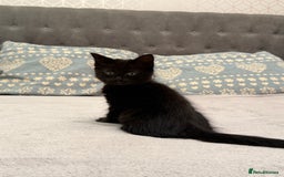 Mixed Breed cats for sale: Two gorgeous kittens looking for a loving home  - Image 12