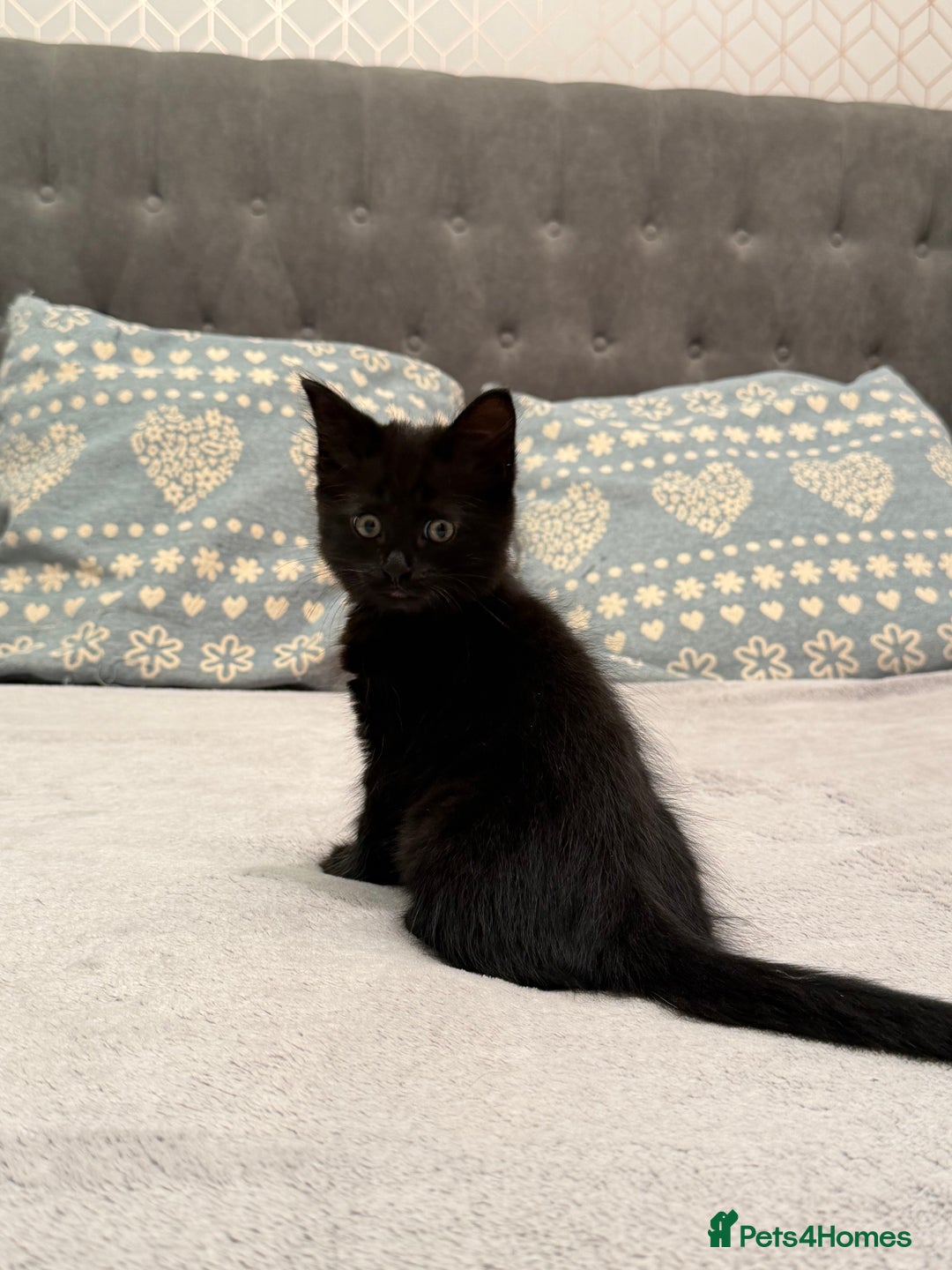 Mixed Breed cats for sale: Two gorgeous kittens looking for a loving home  - Image 12
