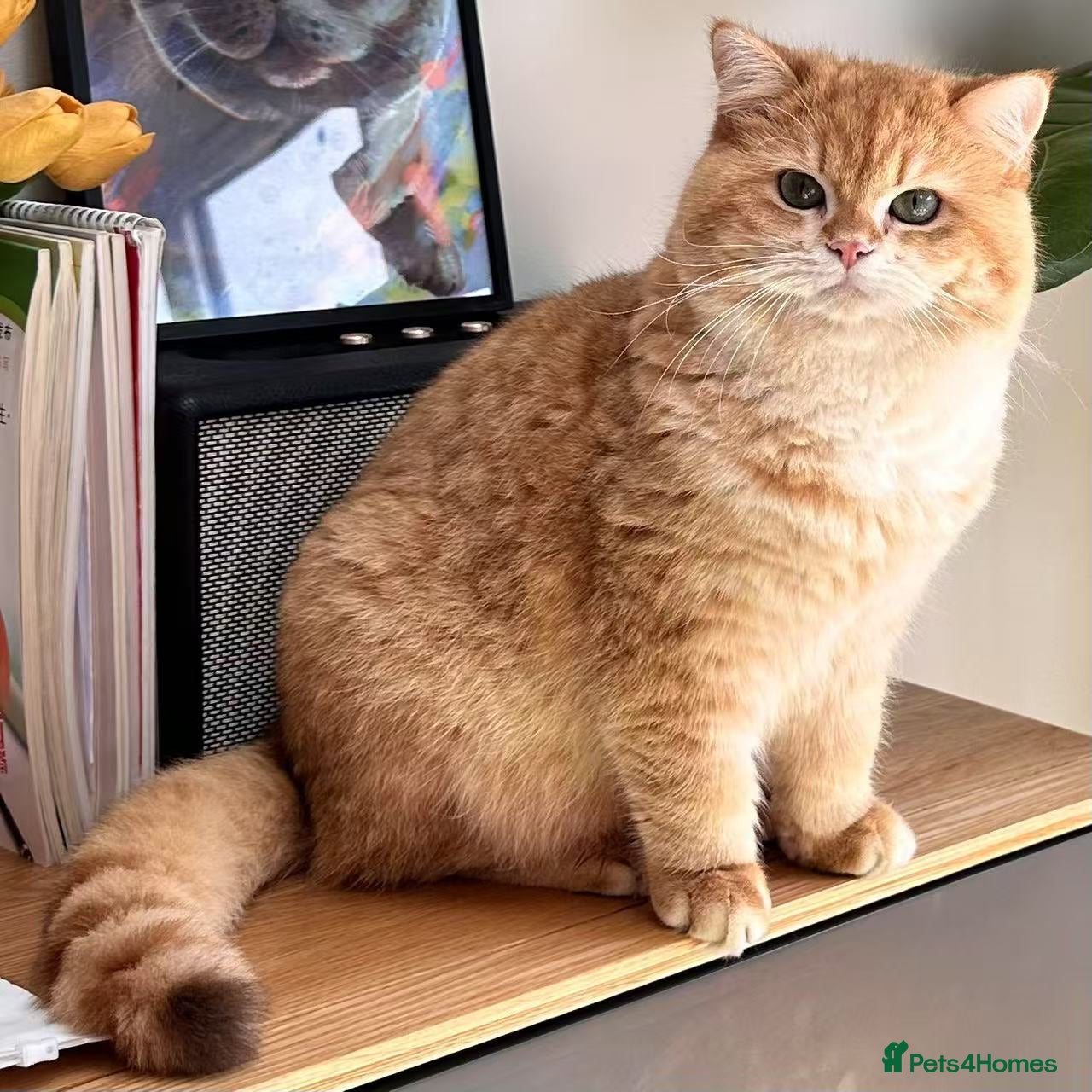 British Shorthair cats Proven TICA Active British Shorthair Golden STUD - Advert 3