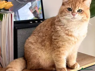 British Shorthair cats For breeders - 2 Y.O Proven TICA Active BSH STUD - Advert 6