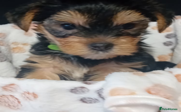 Yorkshire Terrier dogs - Advert 14