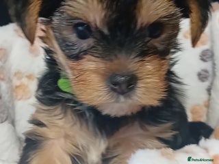 Yorkshire Terrier dogs - Advert 10
