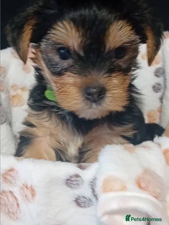 Yorkshire Terrier dogs - Advert 14