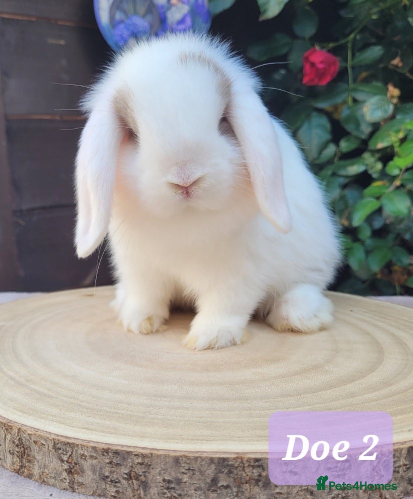 Mini Lop rabbits Beautiful pure bred mini lops - Advert 2