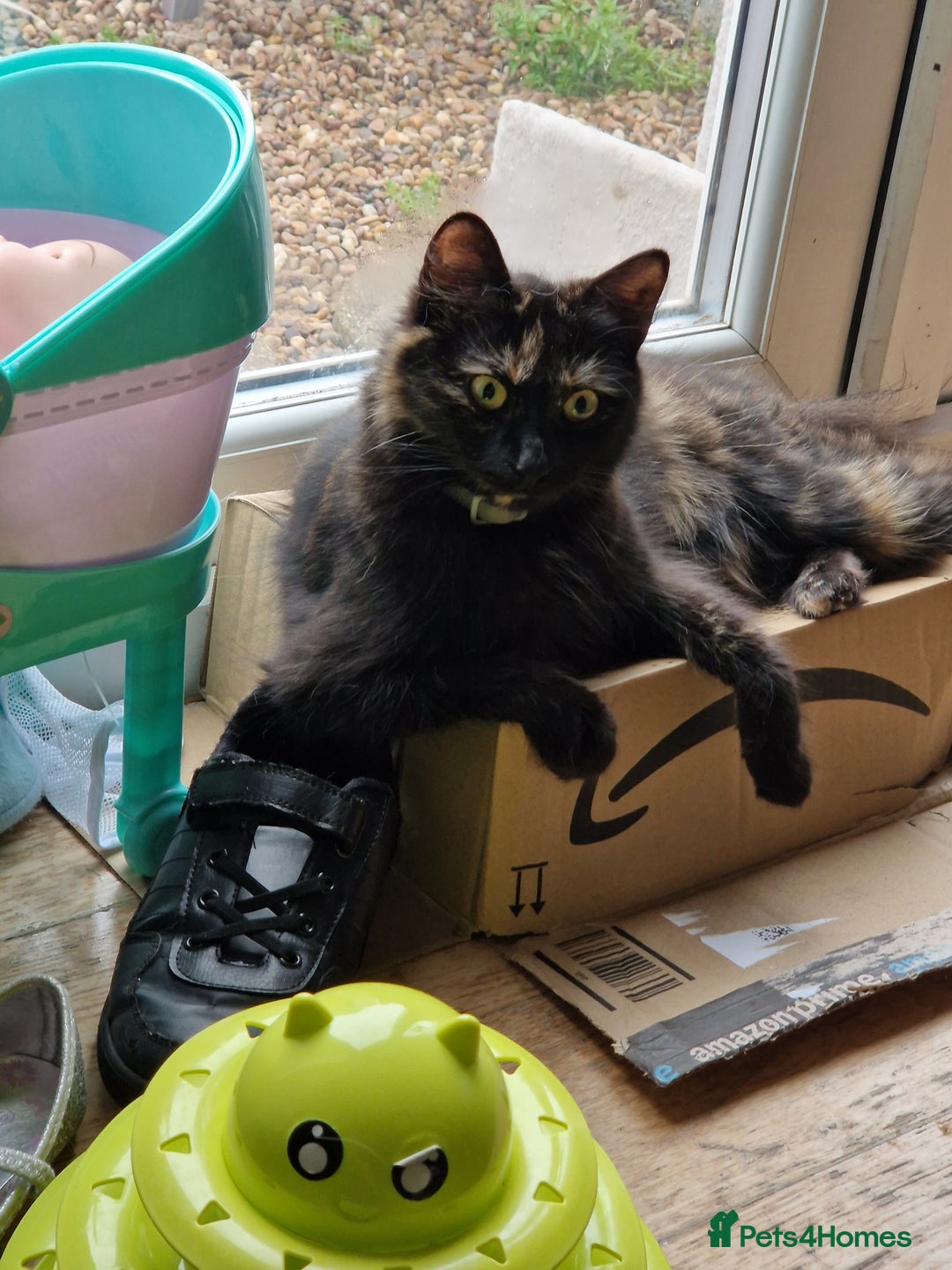 Mixed Breed cats for sale: Beautiful black and white girl for sale - Image 6