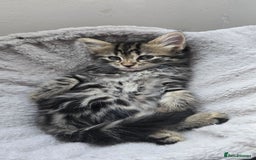 Mixed Breed cats for sale: 5 Kittens for sale - Image 8
