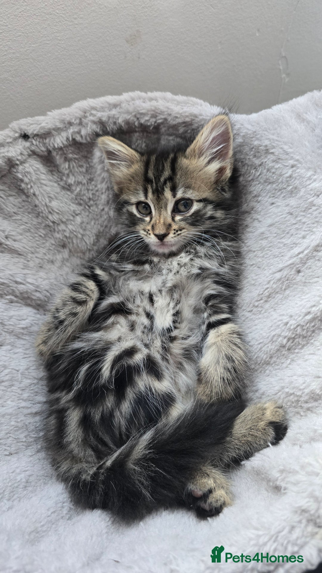 Mixed Breed cats for sale: 5 Kittens for sale - Image 8