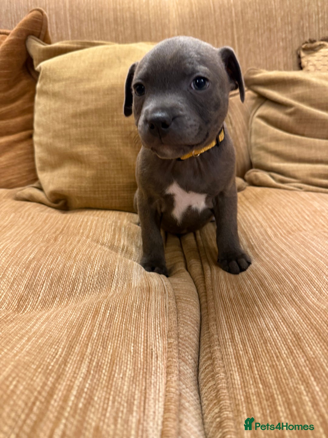 Staffordshire Bull Terrier dogs for sale: Health Tested Clear Staffordshire Bull Terrier's - Advert 25