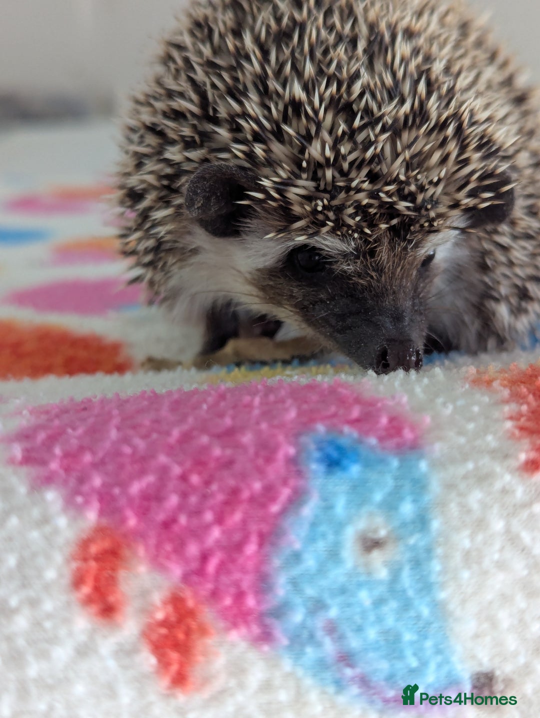 Pygmy Hedgehog rodents for sale: Last 2 Hoglets Remaining!! READY AND REDUCED!!! - Advert 14