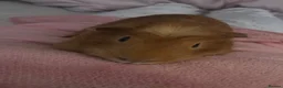 Guinea Pig rodents for sale: Female & Male Guinea Pig - Advert 12