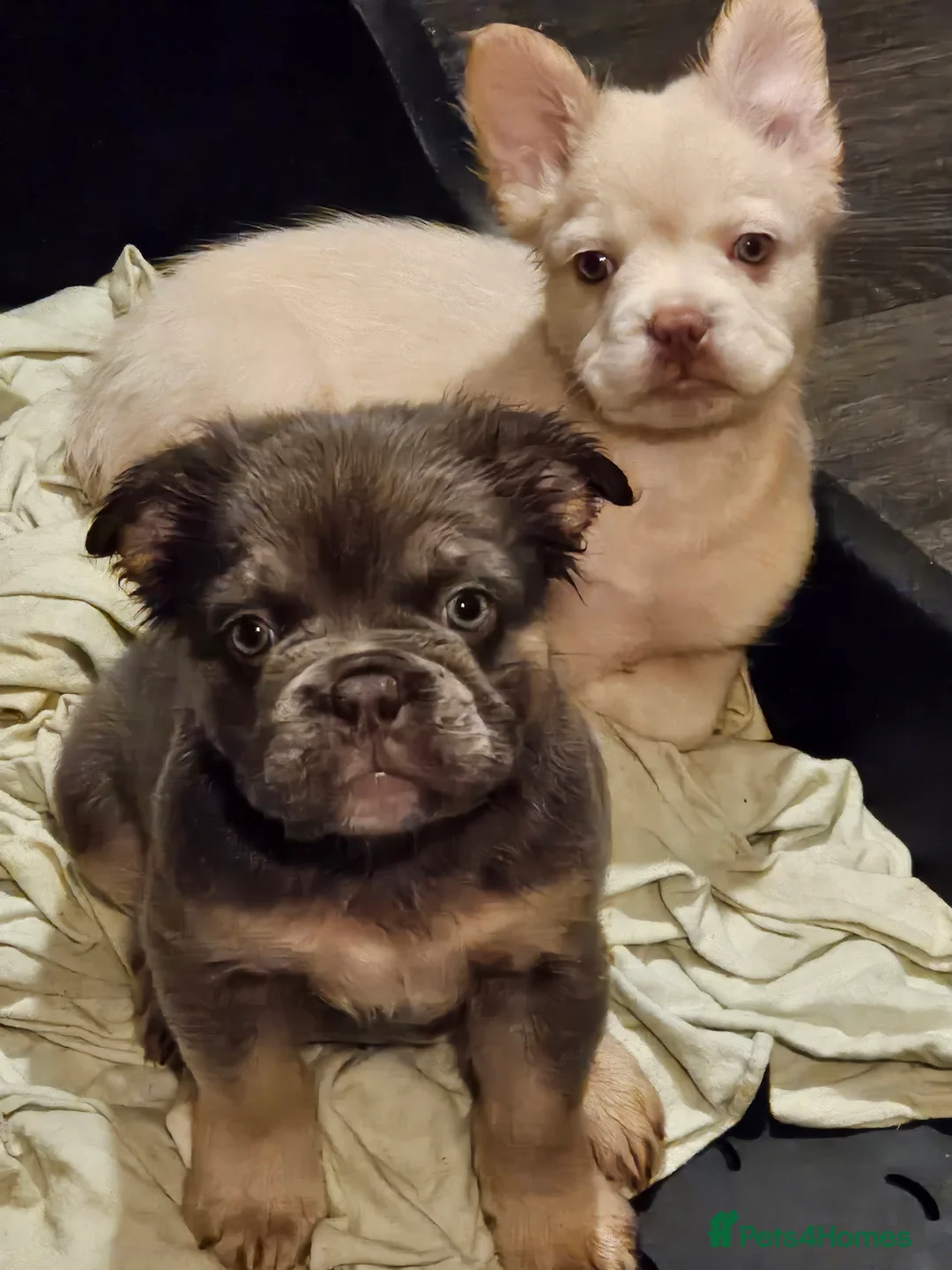 French Bulldog dogs for sale: Fluffy french bulldogs  - Advert 20