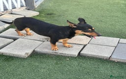Mixed Breed dogs for adoption: Pretty Rosie is looking for love - Image 14