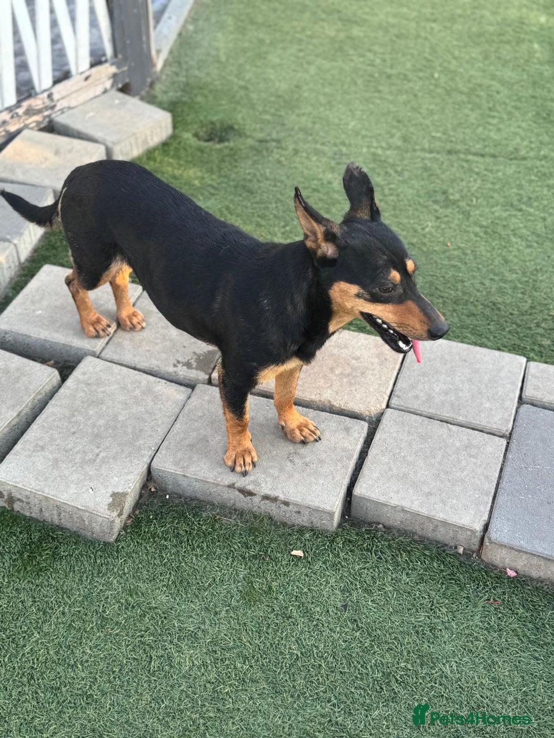 Mixed Breed dogs for adoption: Pretty Rosie is looking for love - Image 14