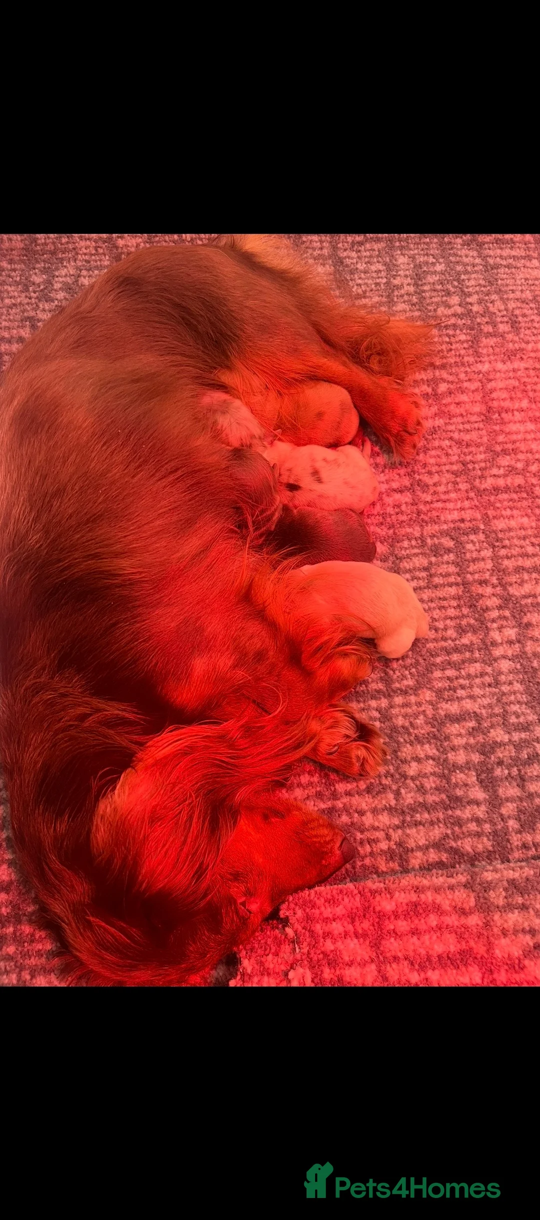 Miniature Dachshund dogs for sale: MINIATURE LONGHAIRED DACHSHUND KC REGISTERED BOYS  - Advert 2