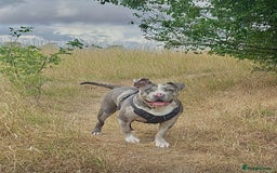 Alapaha Blue Blood Bulldog dogs for sale: Blue Merle with one blue and one green eye Female - Advert 2