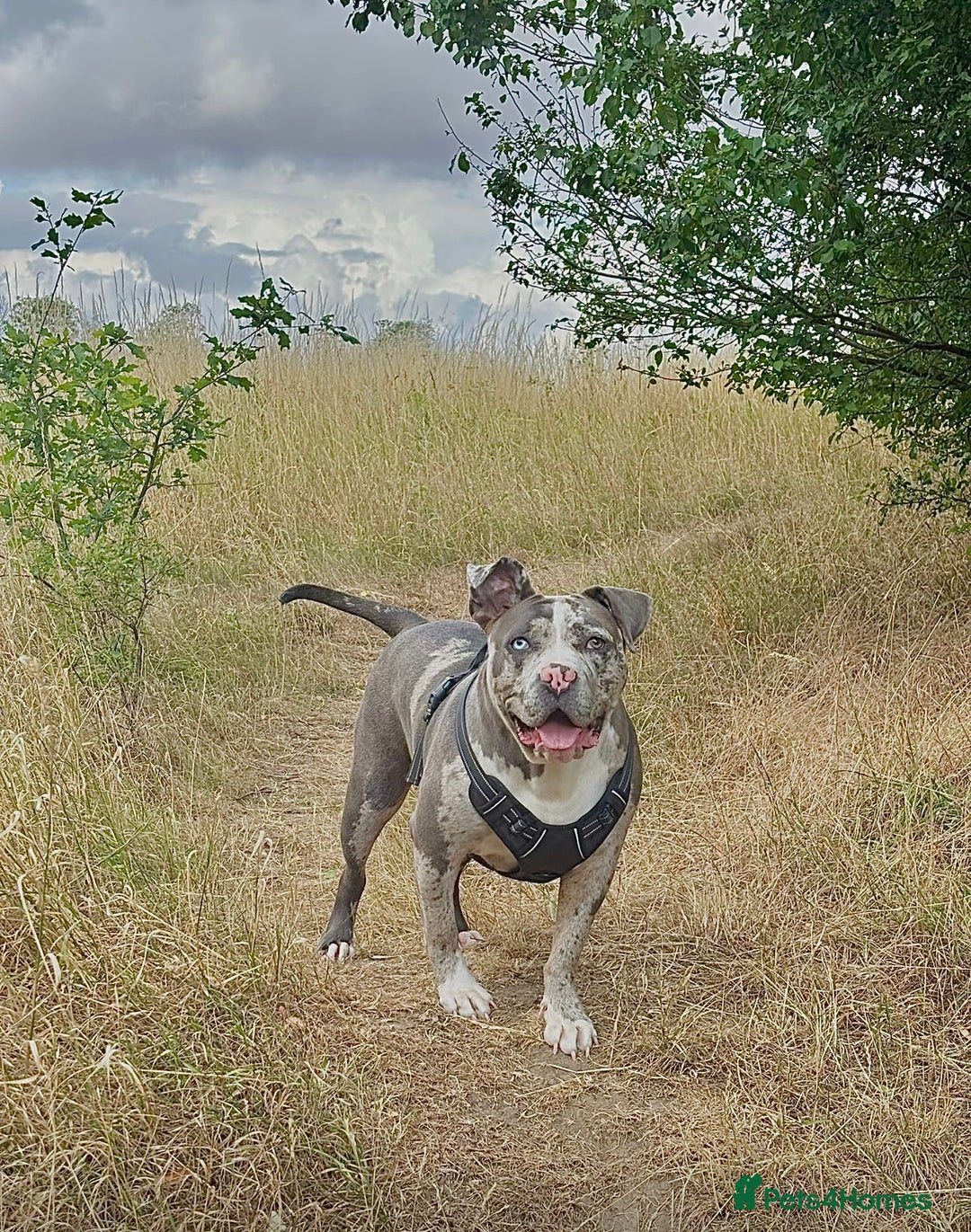 Alapaha Blue Blood Bulldog dogs for sale: Blue Merle with one blue and one green eye Female - Advert 2