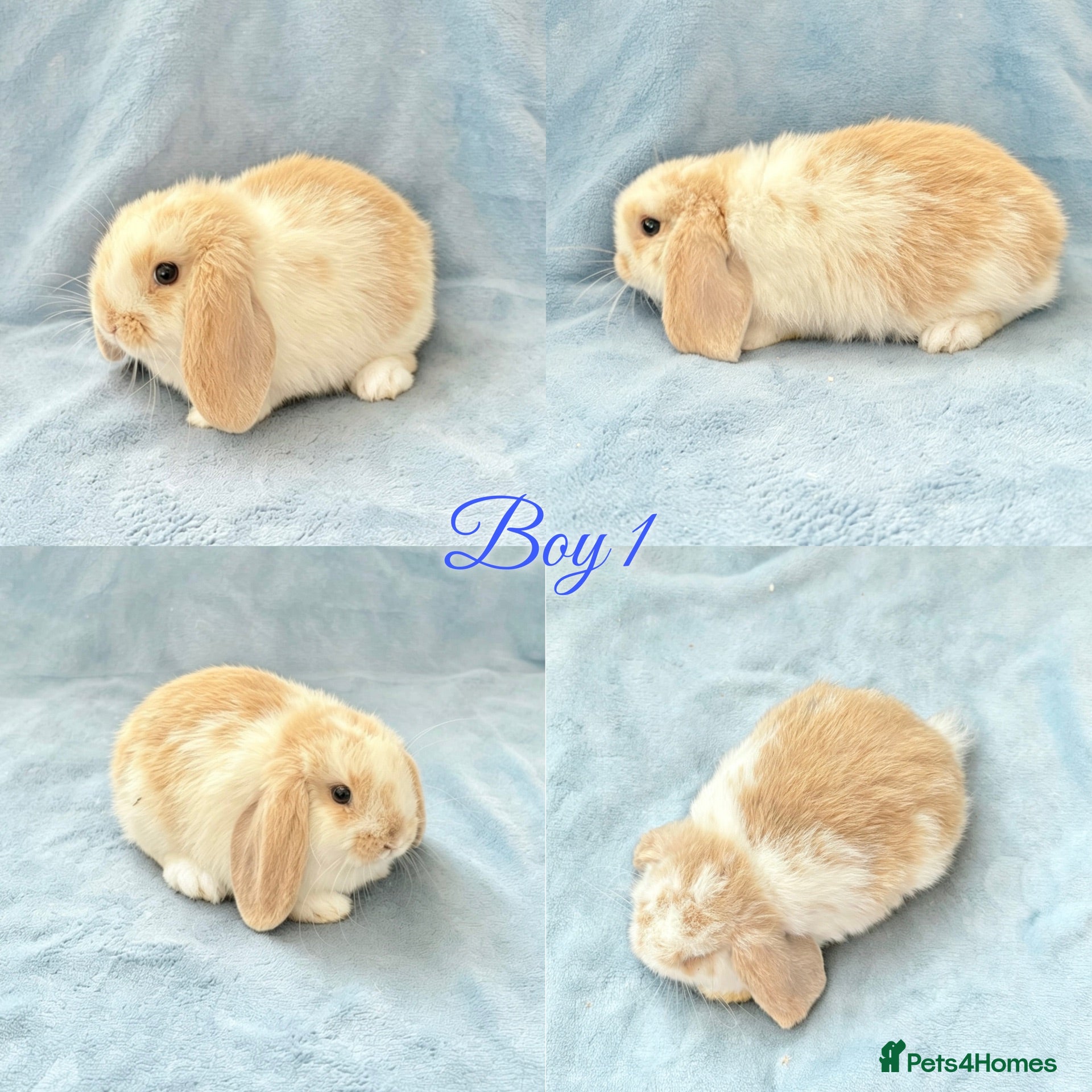Mini Lop rabbits Baby Mini Lops Ready Now  - Advert 1