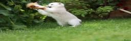 Scottish Fold cats for sale: Last Boy available  - Advert 12