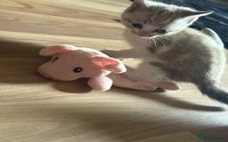 American Shorthair cats for sale: American shorthair x Turkish van kittens  - Image 30