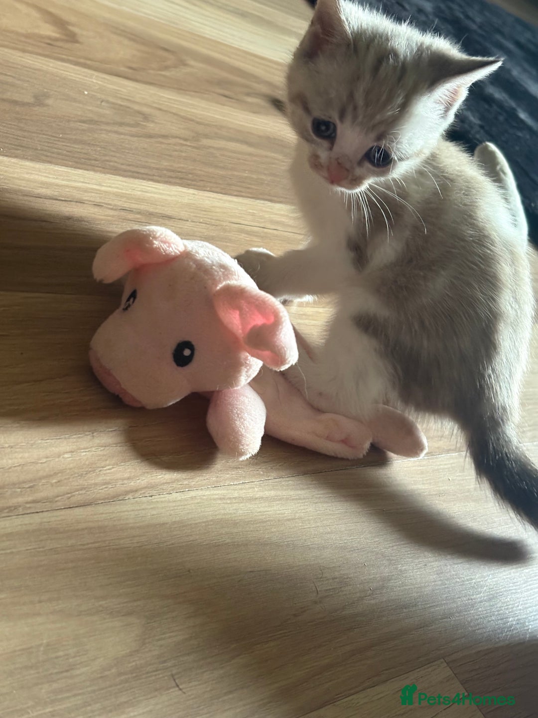 American Shorthair cats for sale: American shorthair x Turkish van kittens  - Image 30