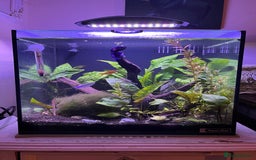 Bettas fish for sale: Aquarium with Betta and Plecco - Image 3