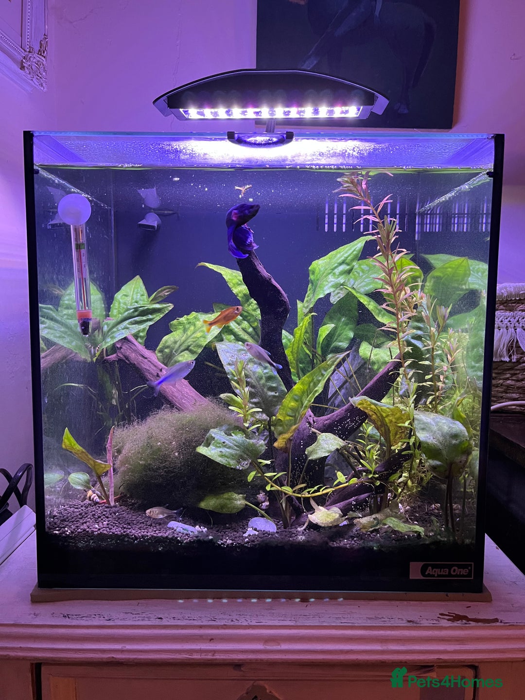 Bettas fish for sale: Aquarium with Betta and Plecco - Image 3