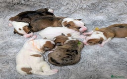 Jack Russell dogs for sale: ❤️3/4 Jack Russell babies ❤️ - Advert 4