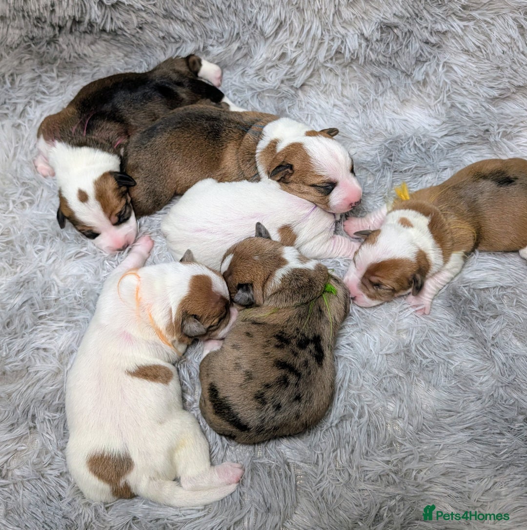 Jack Russell dogs for sale: ❤️3/4 Jack Russell babies ❤️ - Advert 4