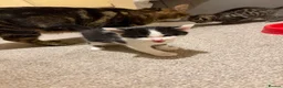 Mixed Breed cats for sale: 2 Black and white kittens for sale  - Advert 10