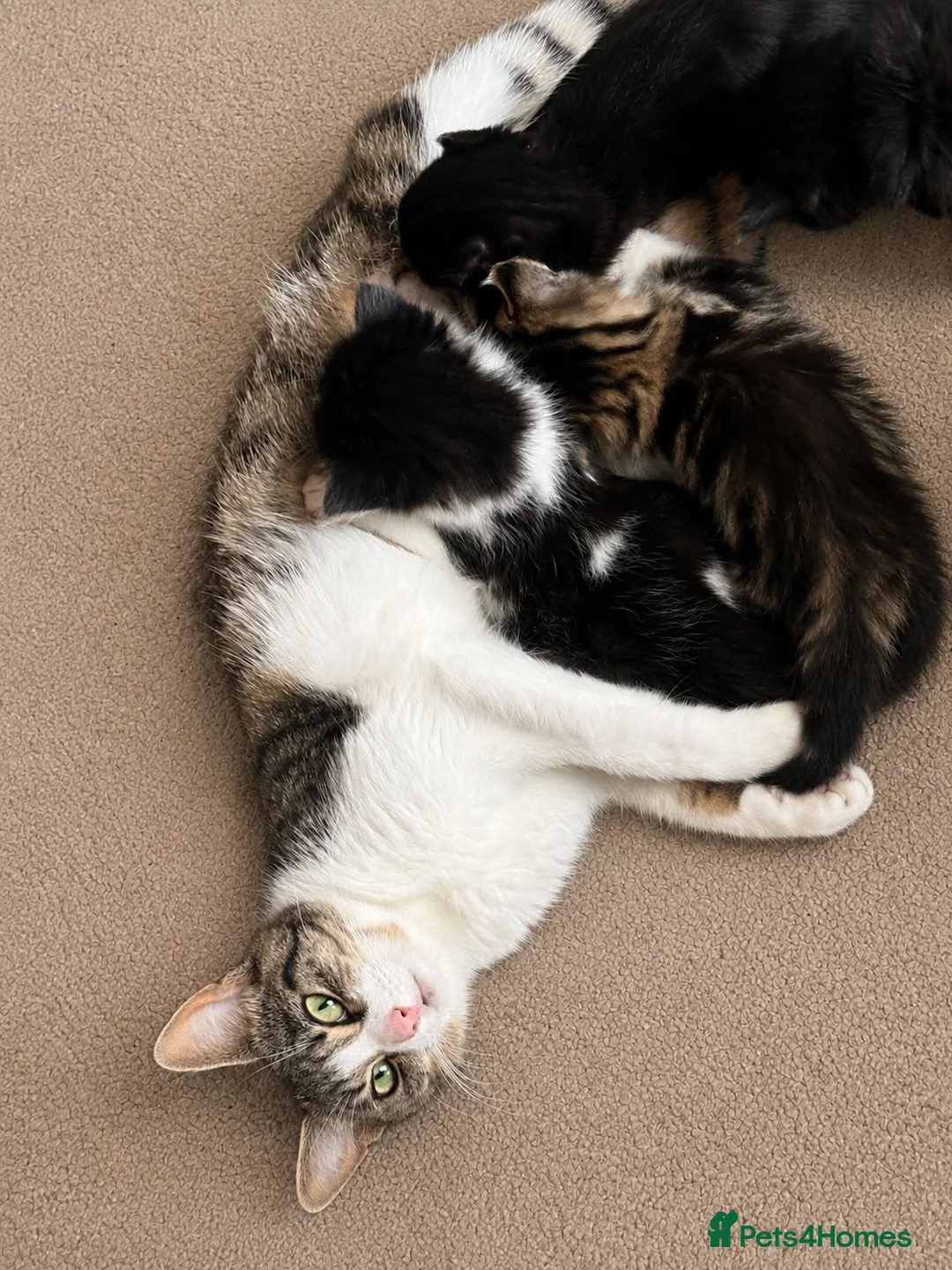 Mixed Breed cats for sale: 5 beautiful kittens looking for loving homes ❤️ - Advert 10