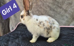 Mini Lop rabbits for sale: Mini plush lops  - Image 1