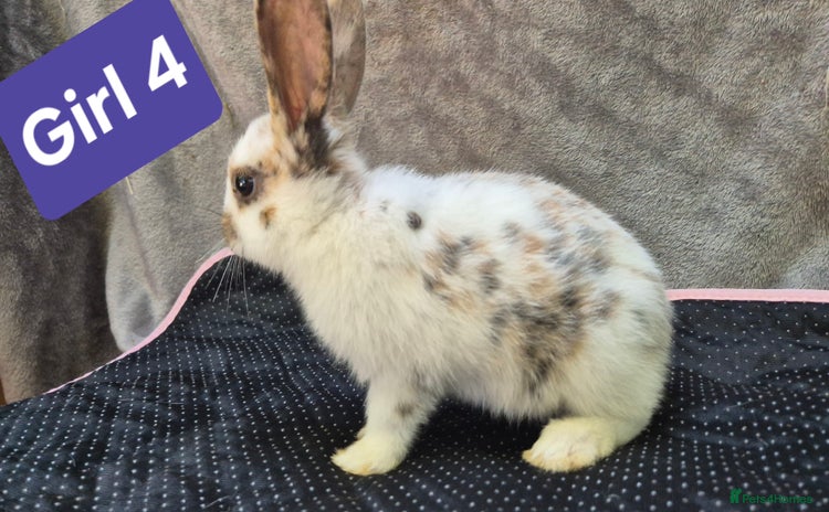 Mini Lop rabbits - Advert 2
