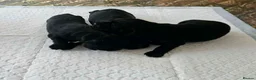 Sprocker dogs for sale: Cocker spaniel x english springer spaniel  in Leeds - Advert 3