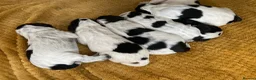 Cocker Spaniel dogs for sale: Pedigree Roan Cocker Spaniel puppies - 3 boys left - Advert 29