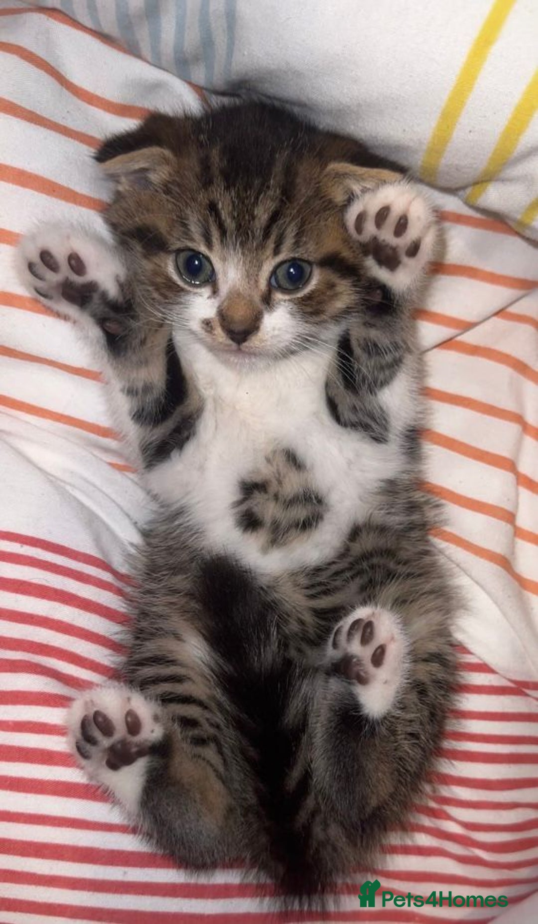 Mixed Breed cats for adoption: 2 gorgeous kittens looking for a forever home - Advert 1