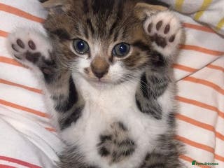 Mixed Breed cats 2 gorgeous kittens looking for a forever home - Advert 3