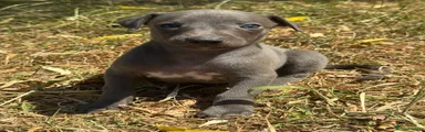 Whippet 2