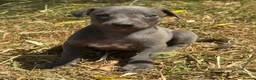 Whippet dogs for sale: KC REG BLUE WHIPPETS BVA AND HEART TESTED PARENTS - Advert 22
