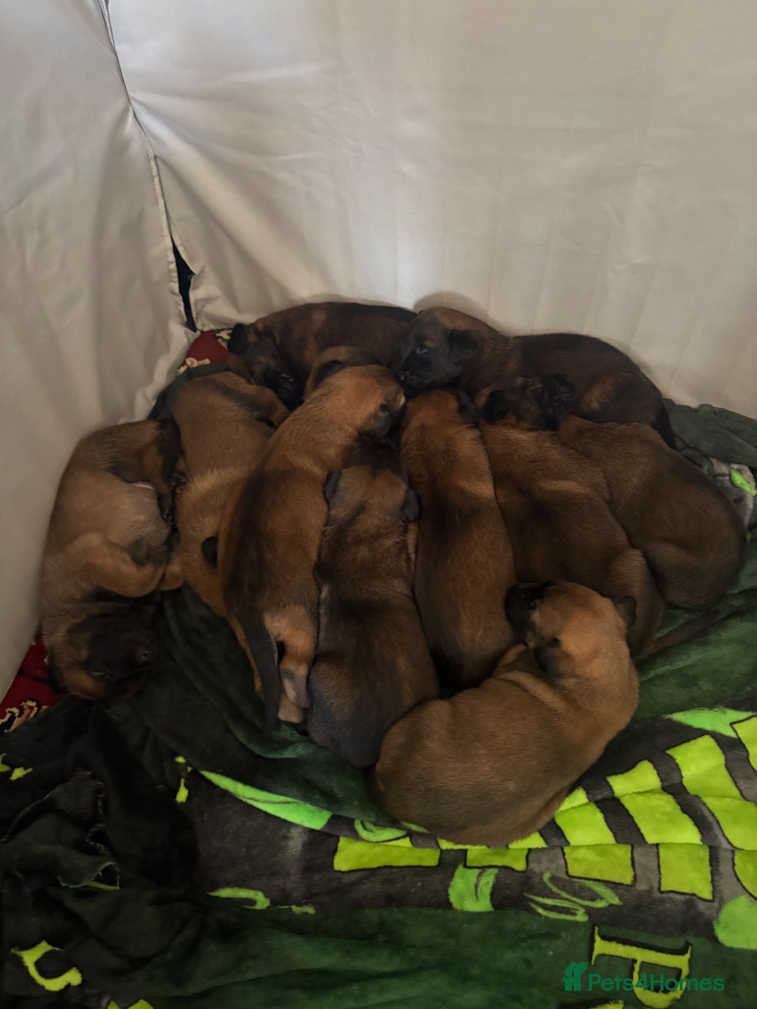 Belgian Shepherd Dog dogs for sale: **READY NOW** Belgian Mallinois Pups - Advert 21