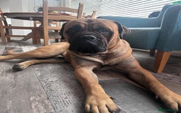 Bullmastiff dogs for stud: Gorgeous bullmastiff stud - Image 5