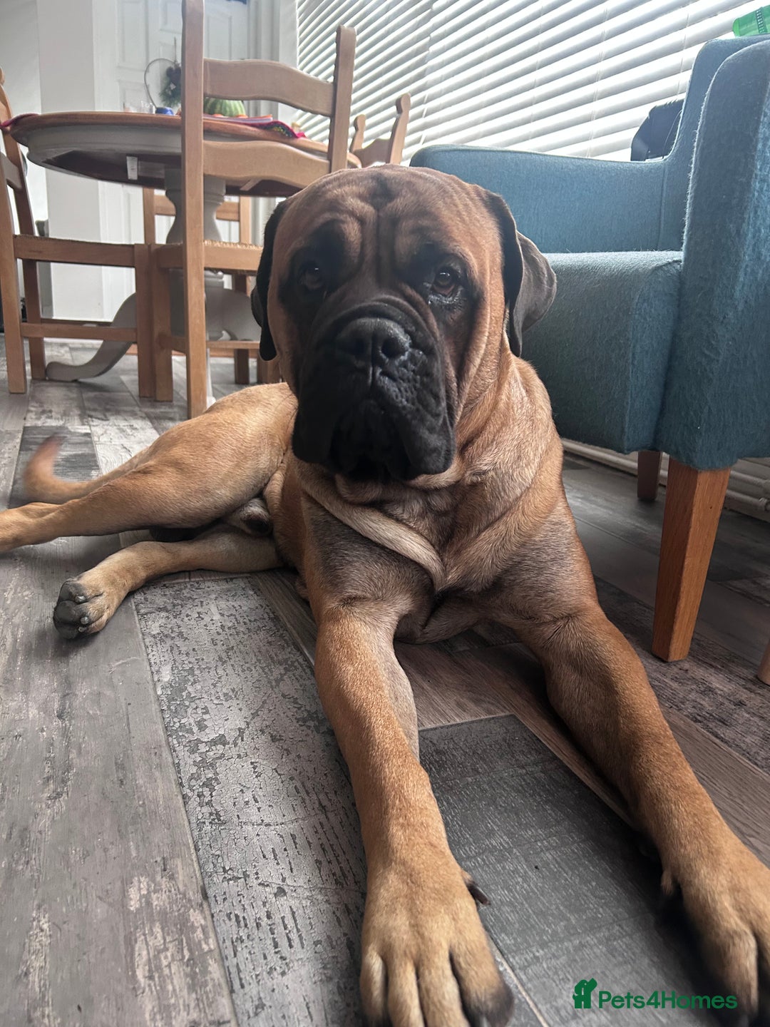 Bullmastiff dogs for stud: Gorgeous bullmastiff stud - Image 5