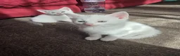Turkish Angora cats for sale: Whithe Turkish Angora - Advert 8