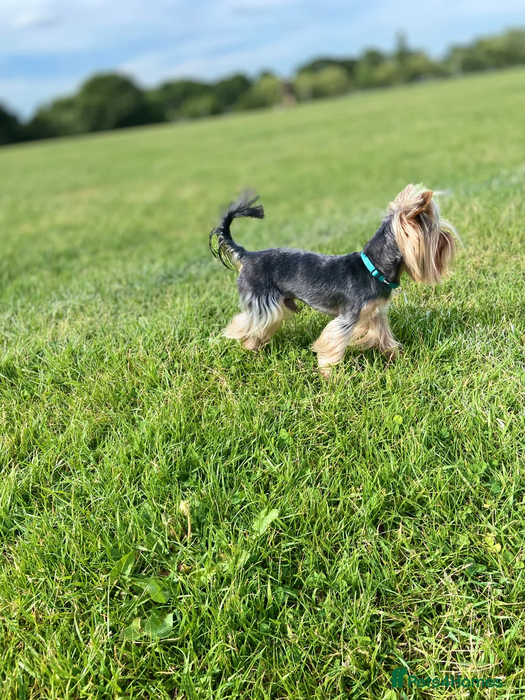 Yorkshire Terrier dogs for stud: Yorkshire terrier for stud  in Hornchurch - Advert 20