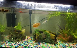 Other/Mixed Breed fish for sale: Tropical fish tank - Image 3