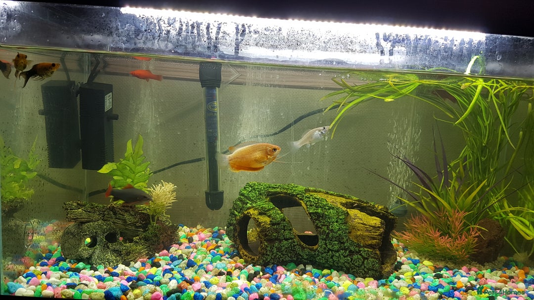 Other/Mixed Breed fish for sale: Tropical fish tank - Image 3