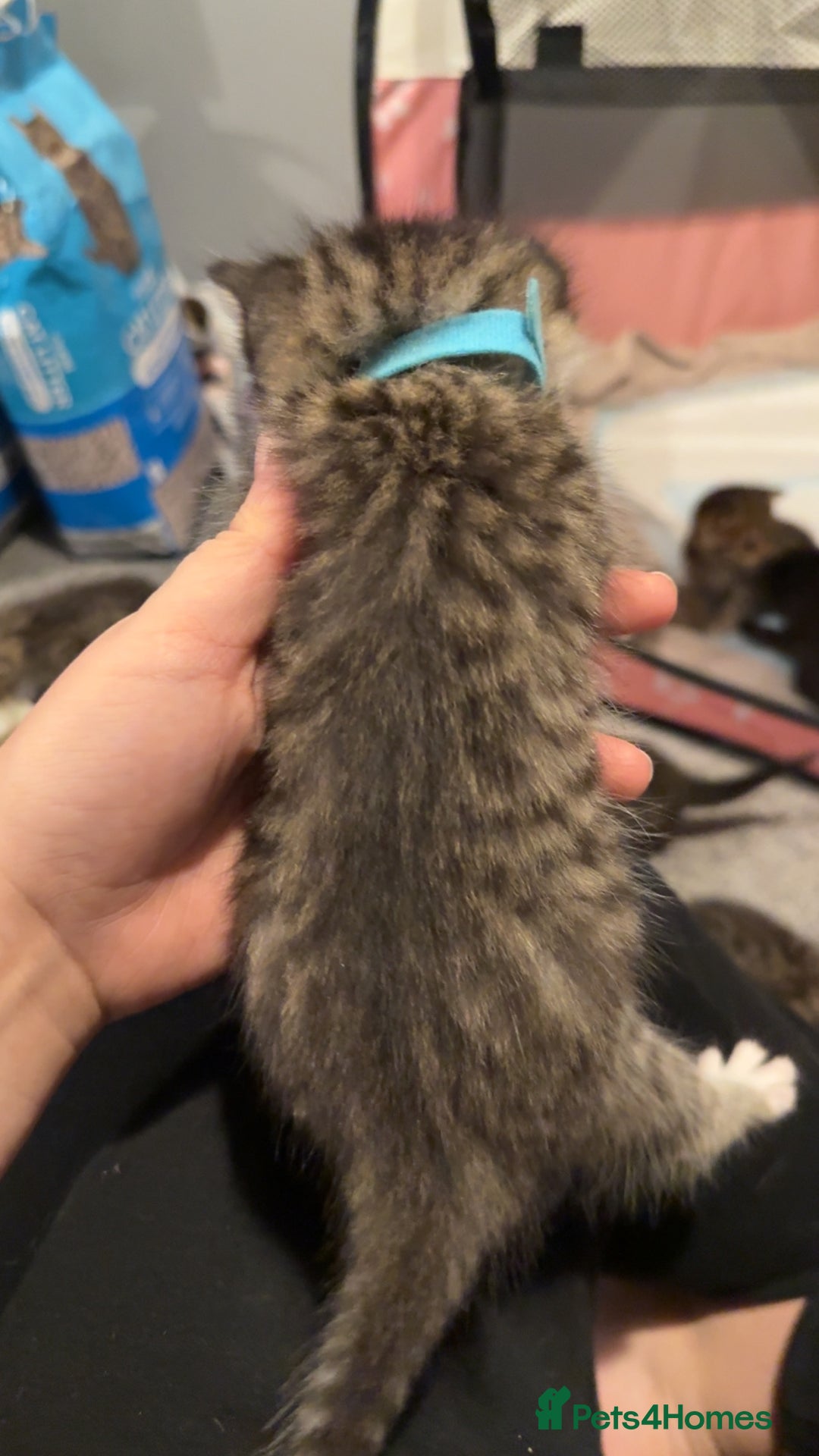 Mixed Breed cats for sale: 9 Mixed Bengal Kittens For Sale - Image 17