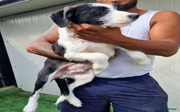 Mixed Breed dogs for adoption: 🐾 Panda – a tender boy with a gentle soul 🐾 - Image 2