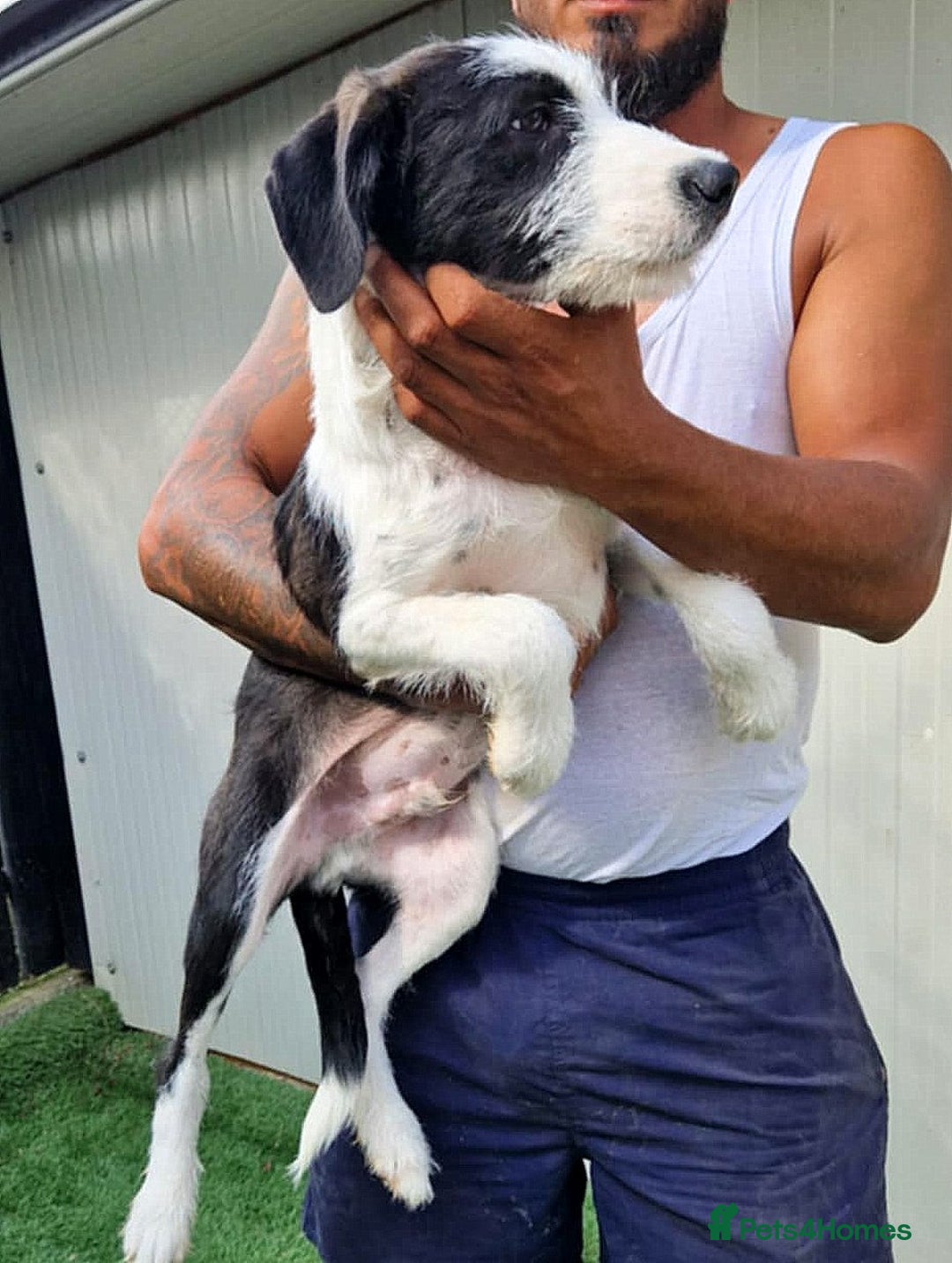Mixed Breed dogs for adoption: 🐾 Panda – a tender boy with a gentle soul 🐾 - Image 2