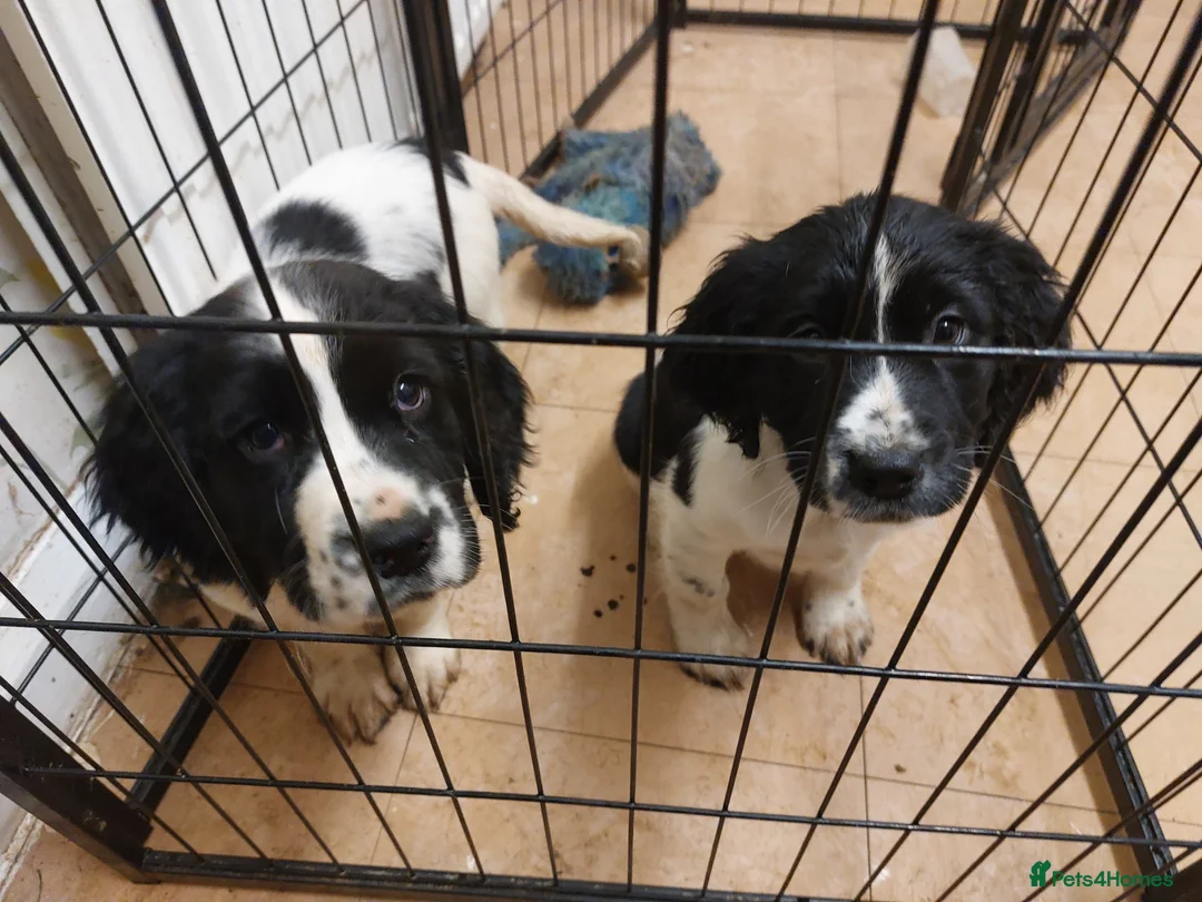 English Springer Spaniel dogs for sale: English Springer Spaniel Puppies - Advert 2