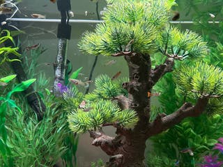 Live Bearers fish Guppy fry available - Advert 1